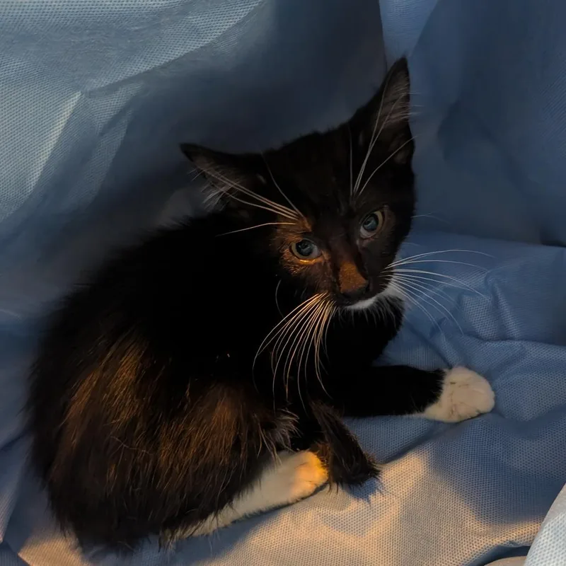 A baby small-sized male Black Domestic Short Hair cat named Sneakers for adoption in Carmel, IN