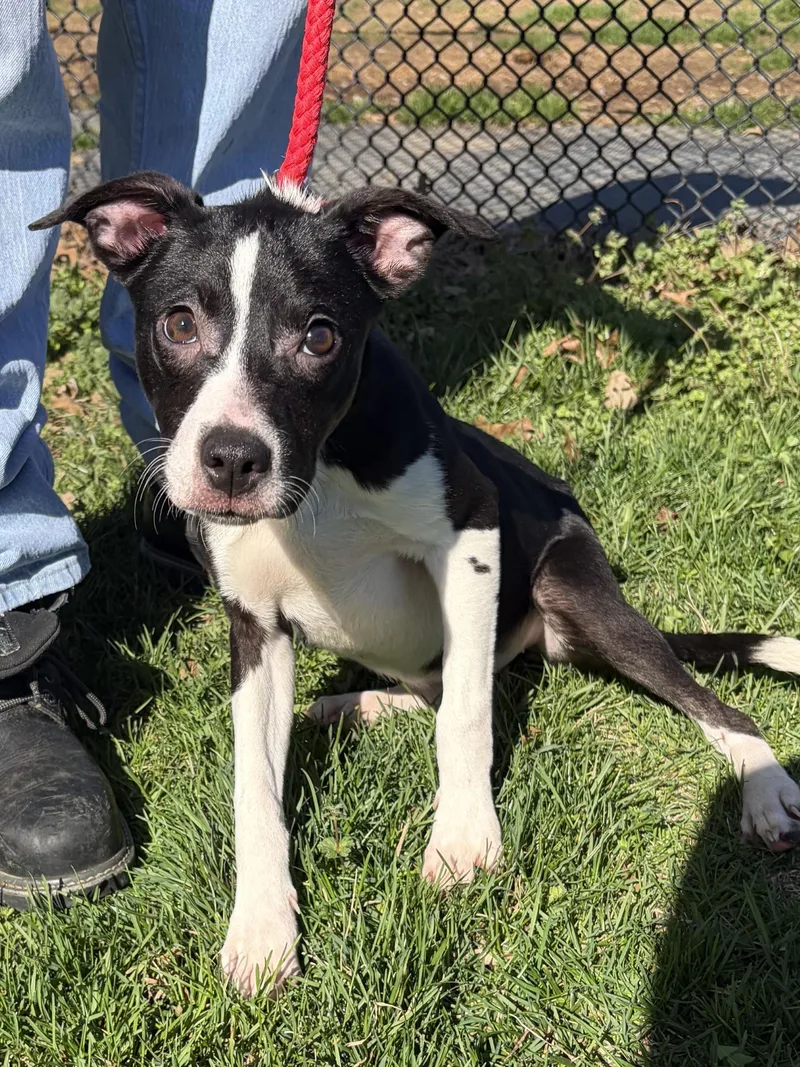 Cutie Pie thumbnail 2