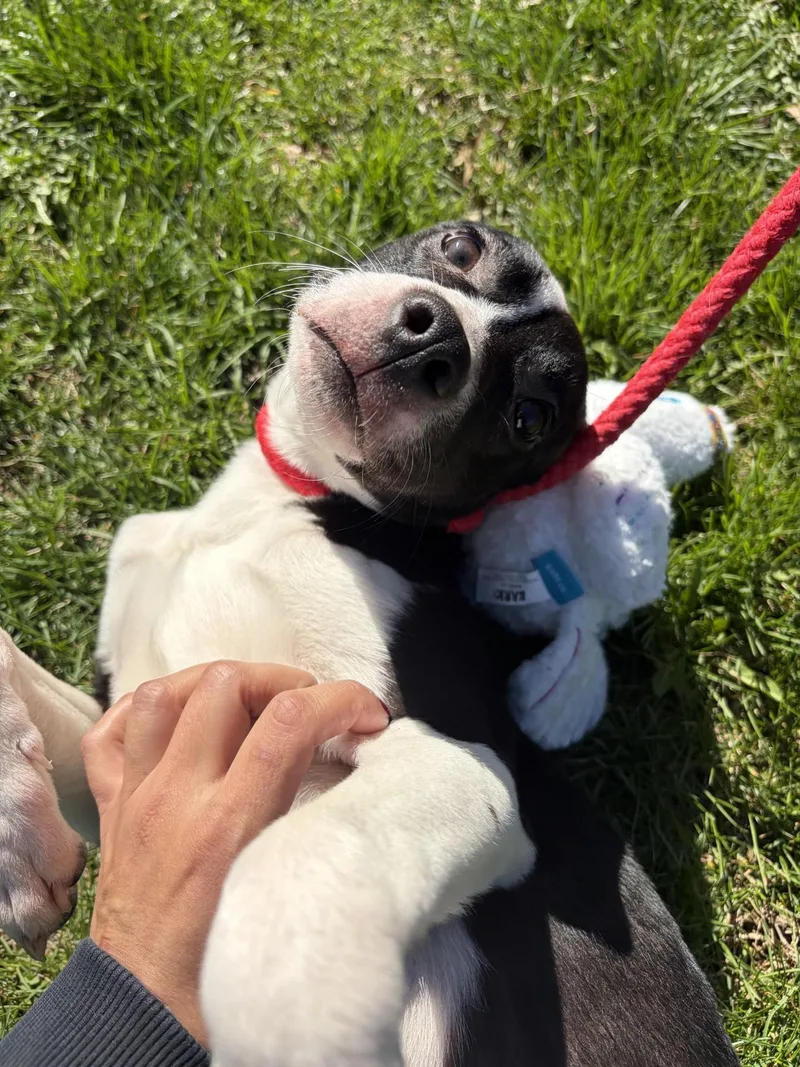 Cutie Pie thumbnail 3