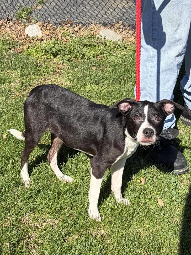 Cutie Pie thumbnail 4