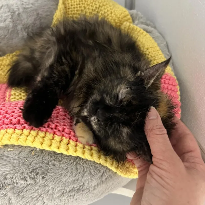 An adult medium-sized female Tortoiseshell Domestic Long Hair cat named Coco for adoption in Oneonta, NY