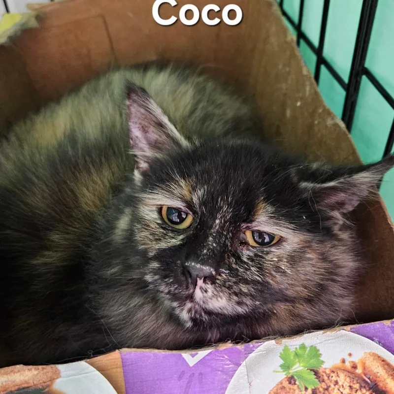 Coco thumbnail 3