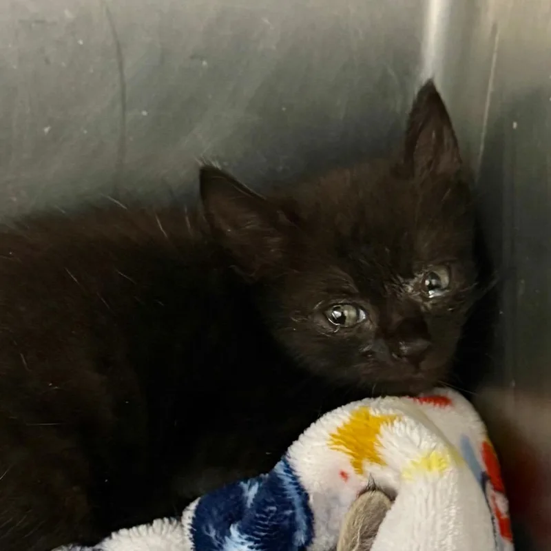A baby small-sized male Black Domestic Short Hair cat named Gilbert for adoption in Lucedale, MS