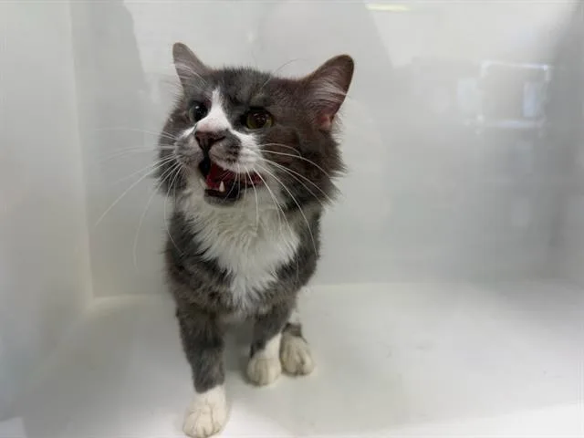 A young large-sized male Domestic Medium Hair cat named Sunny for adoption in Winter Haven, FL