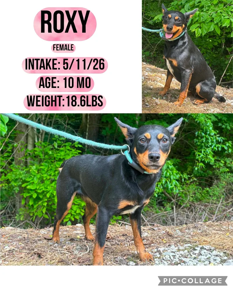 A young small-sized female Rat Terrier dog named Roxy for adoption in Staffordsville, KY
