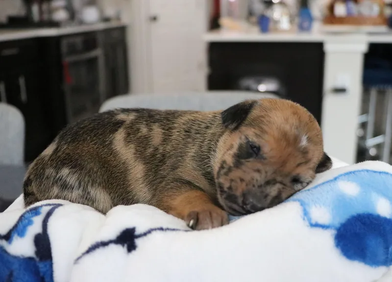 Truman thumbnail 3