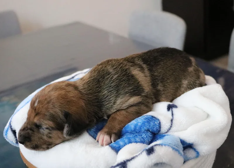 Truman thumbnail 6