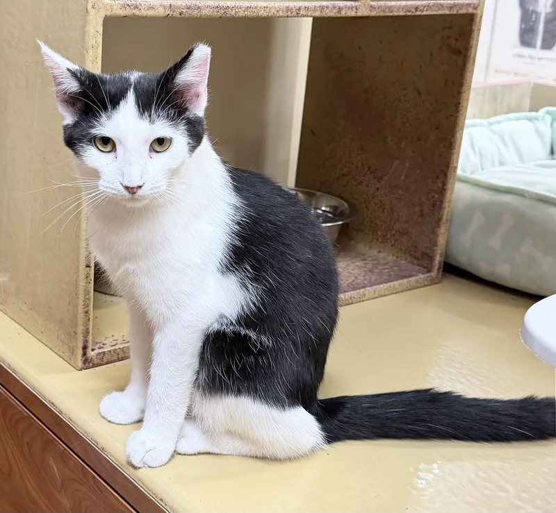 A young medium-sized female Black & White / Tuxedo Domestic Short Hair cat named Naomi for adoption in Huntley, IL