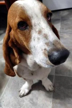 Bonnie