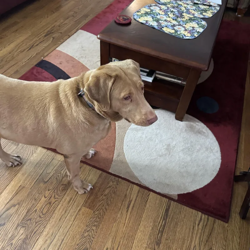 An adult large-sized female Red / Chestnut / Orange Labrador Retriever dog named Red Lab Raven for adoption in Waterford, MI