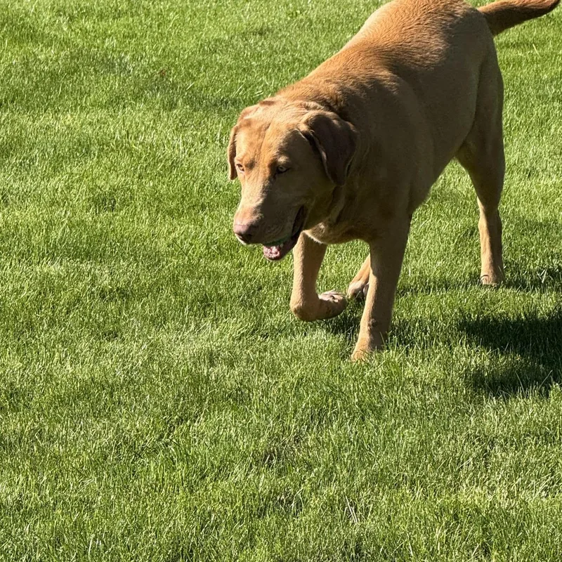 Red Lab Raven thumbnail 4