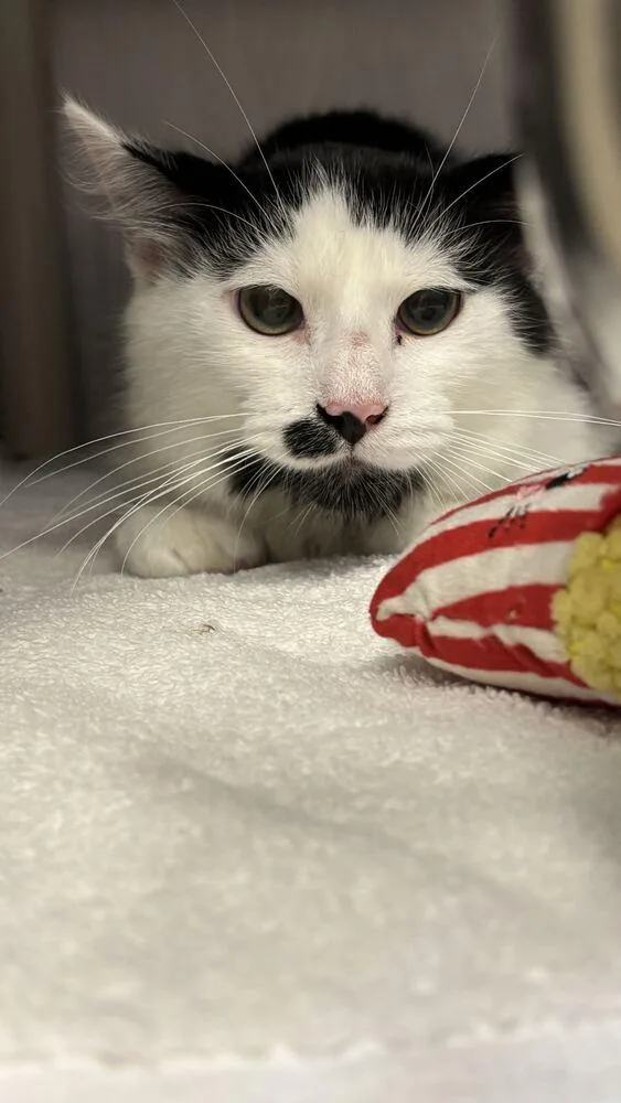 A baby small-sized male Black & White / Tuxedo Domestic Long Hair cat named Morris for adoption in Bowling Green, OH