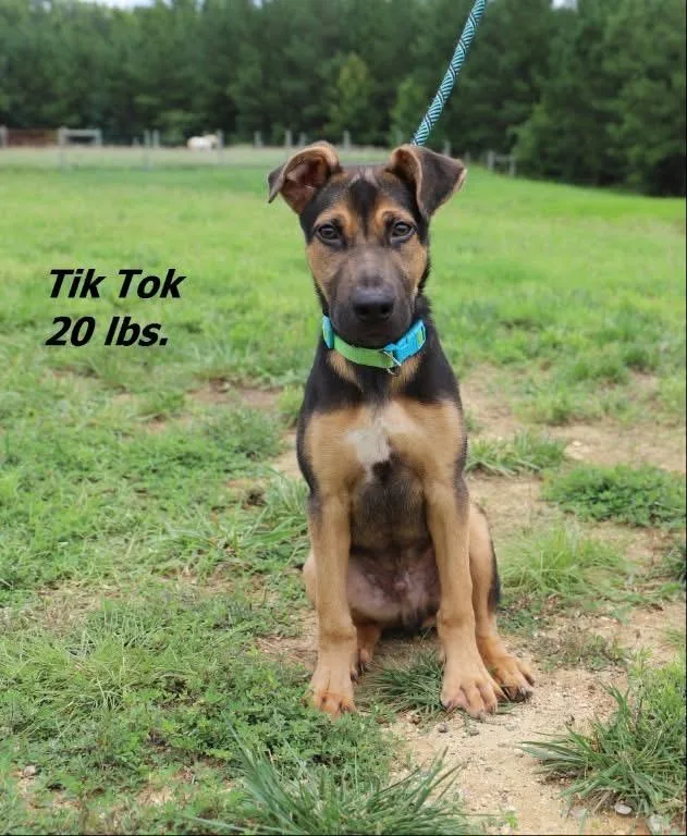 A baby medium-sized male Mixed Breed dog named Tic Tok for adoption in Oxford, NC