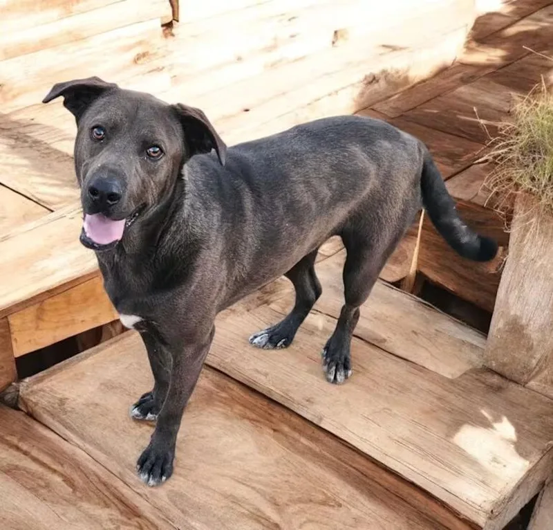 An adult medium-sized male Black Labrador Retriever dog named Wally for adoption in Ventura, CA