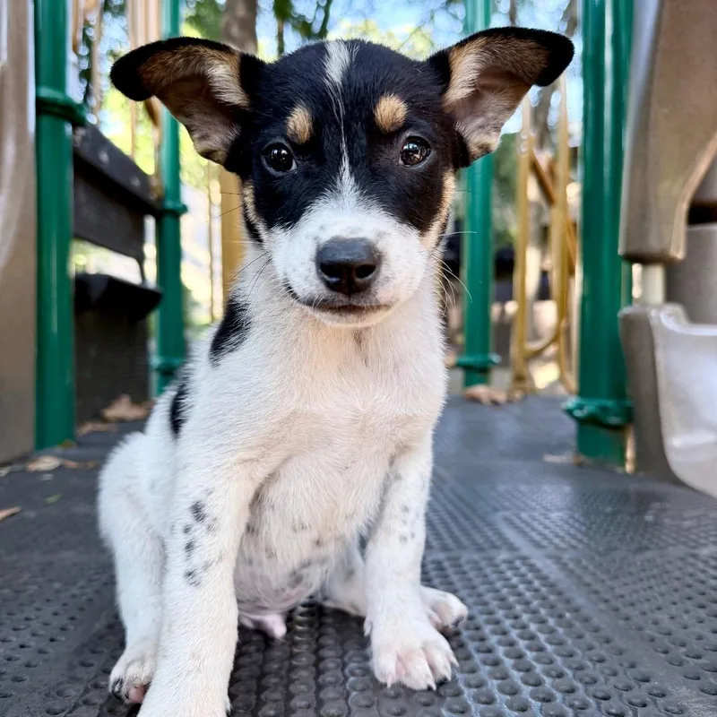 A baby medium-sized male Tricolor (Brown, Black, & White) Beagle dog named Winston for adoption in Fairfax, VA