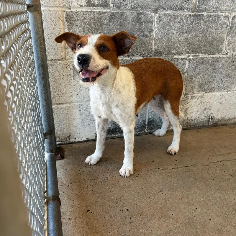 An adult small-sized female Red / Chestnut / Orange Terrier dog named Heidi for adoption in Edinburg, TX