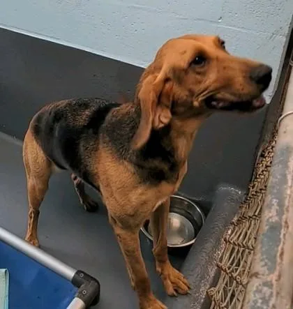 An adult large-sized female Bloodhound dog named Lucy for adoption in Daytona Beach, FL