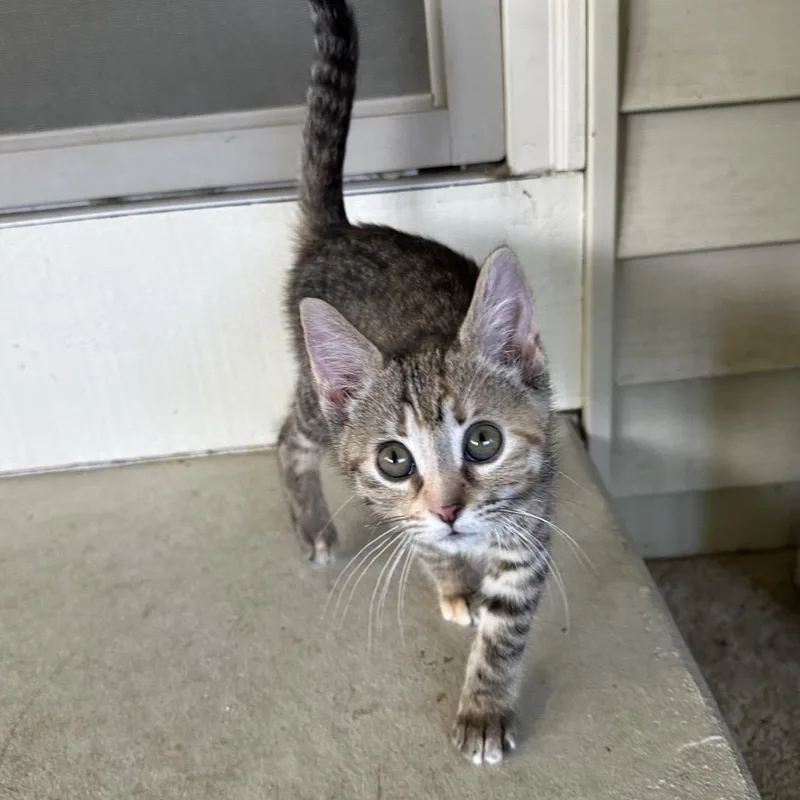 A baby medium-sized female Domestic Short Hair cat named Chocolate Chipper for adoption in Portage, MI
