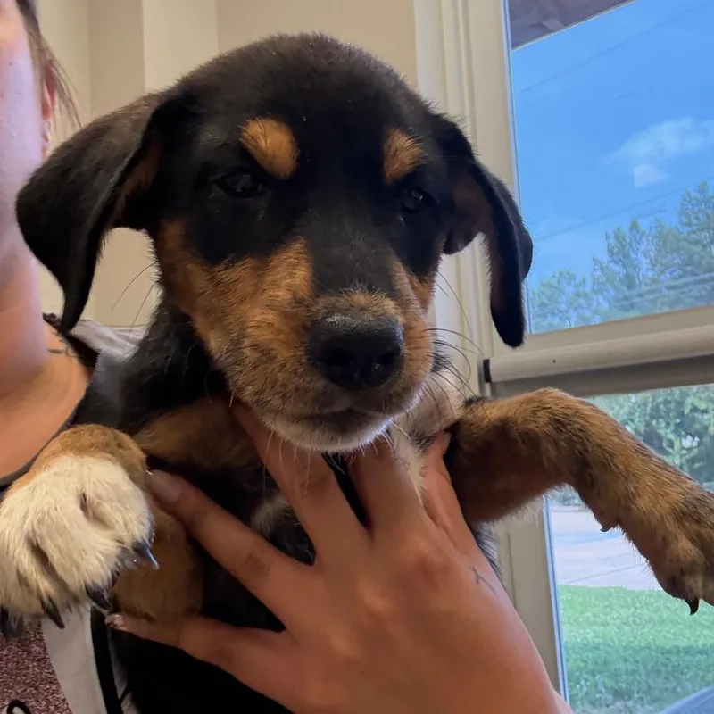 A baby small-sized female Shepherd dog named Coconut U for adoption in Tupelo, MS