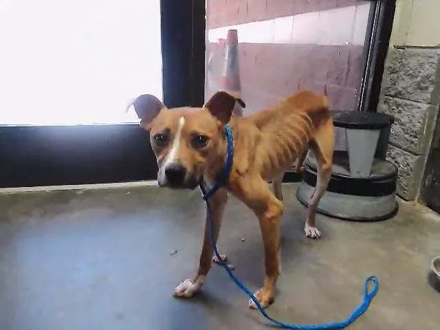 A young medium-sized male Pit Bull Terrier dog named Roy for adoption in Tulsa, OK