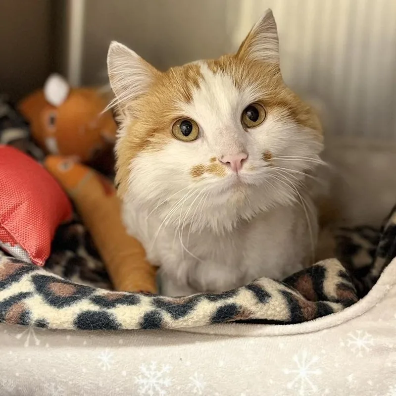 An adult small-sized male White Domestic Long Hair cat named Captain Crunch for adoption in Caryville, TN