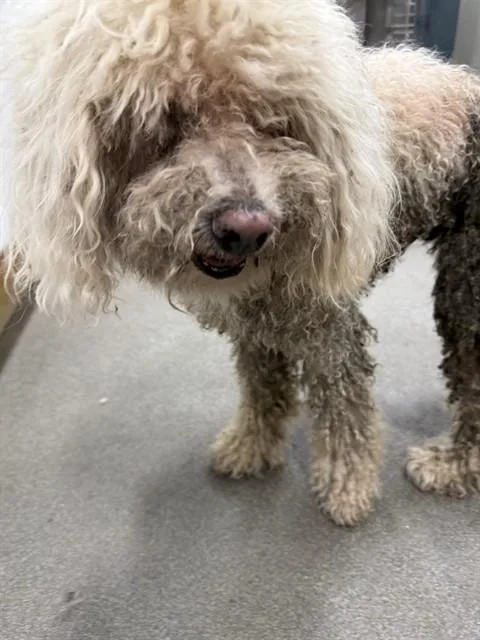 A senior small-sized female Poodle dog named Misty for adoption in Upper Marlboro, MD