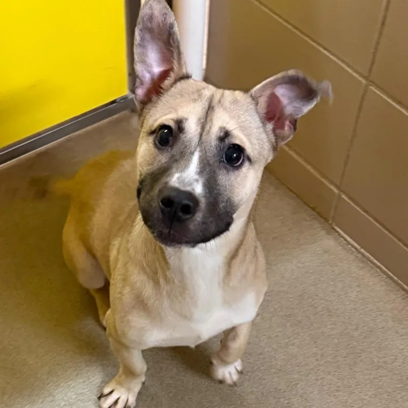 A young medium-sized male White / Cream Mixed Breed dog named Berlin for adoption in Waukesha, WI
