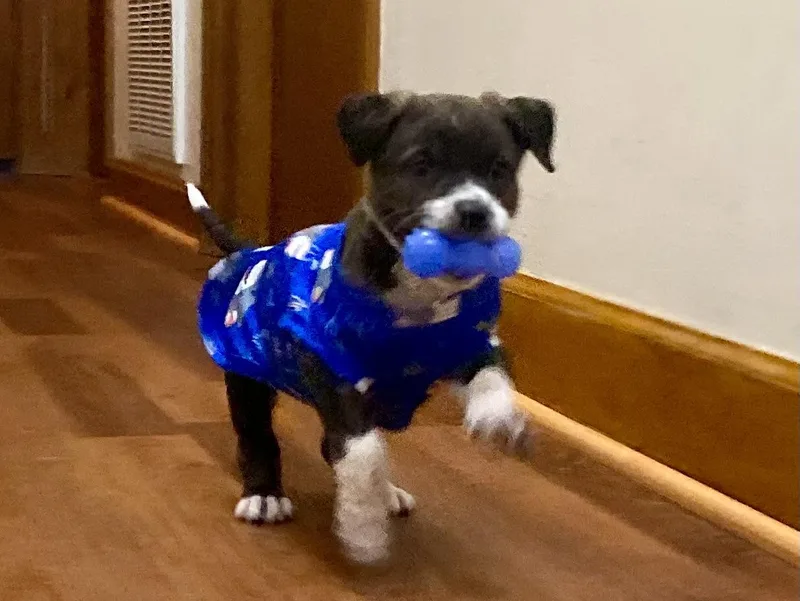 Ollie Martin thumbnail 6