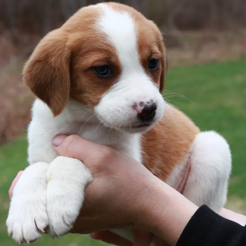 A baby medium-sized male Black Shepherd dog named Ct Mustang Avail Apr for adoption in Stormville, NY