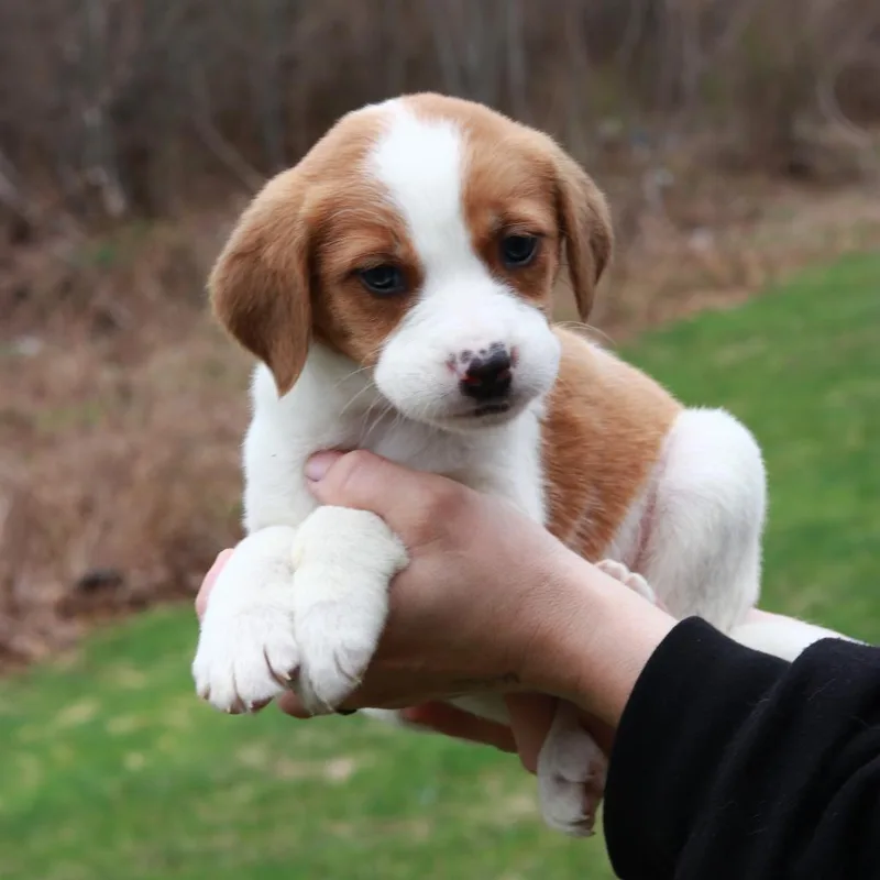 Ct Mustang Avail Apr thumbnail 2