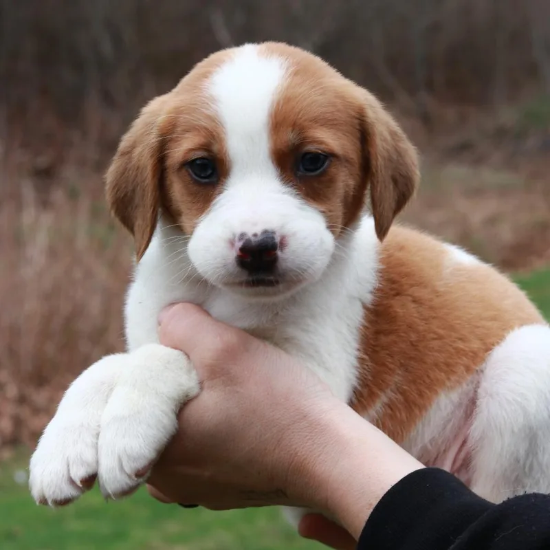 Ct Mustang Avail Apr thumbnail 3