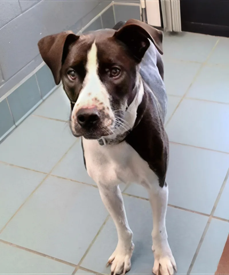 An adult medium-sized male Black Mixed Breed dog named Roblox for adoption in Nashville, TN