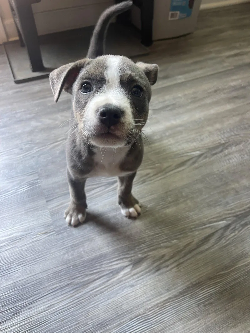 A young medium-sized male Mixed Breed dog named Glizzy for adoption in Ball Ground, GA