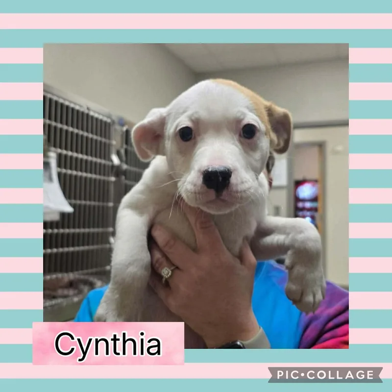 Cynthia thumbnail 3