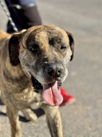 Maximus Prime thumbnail 3