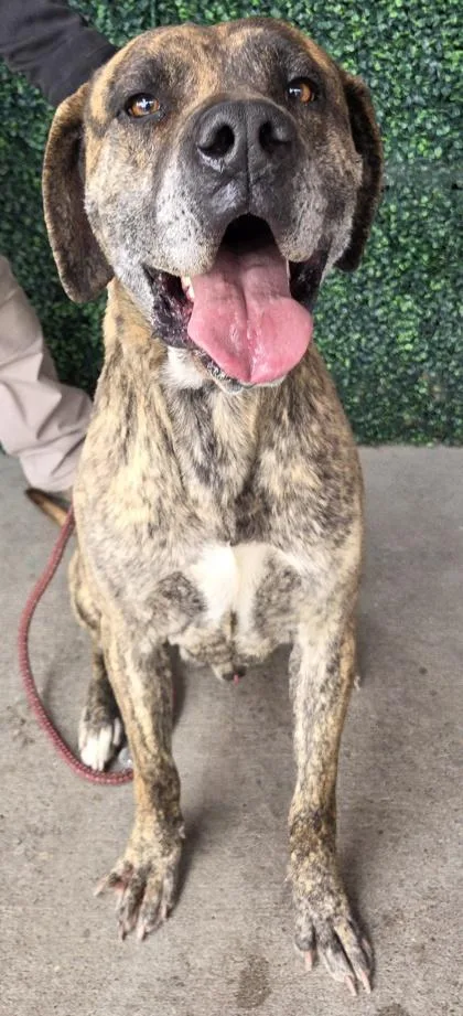 Maximus Prime thumbnail 4