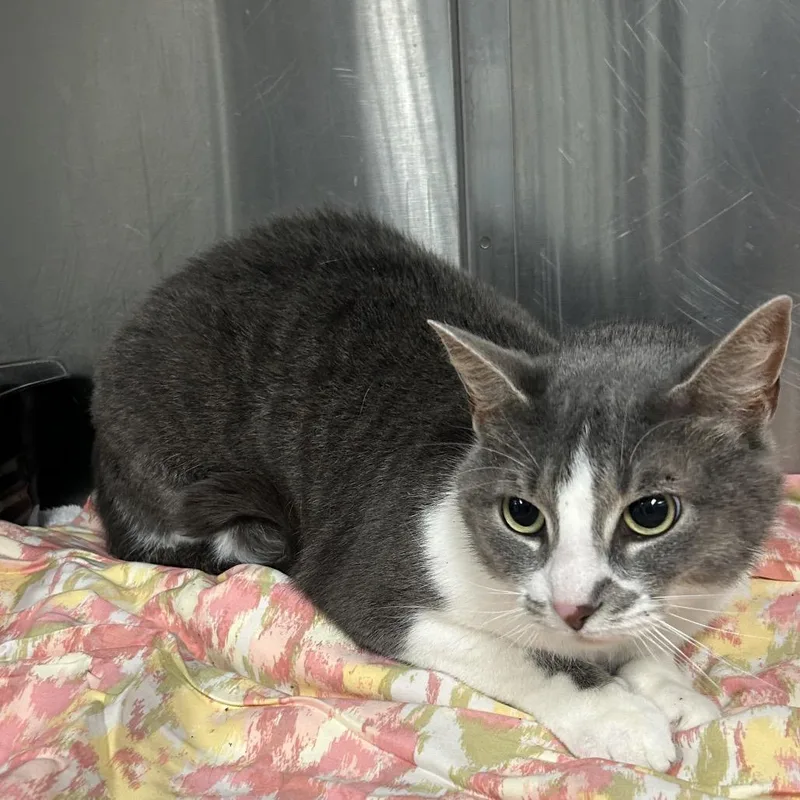 An adult medium-sized female Gray / Blue / Silver Domestic Short Hair cat named Athena for adoption in Tulsa, OK