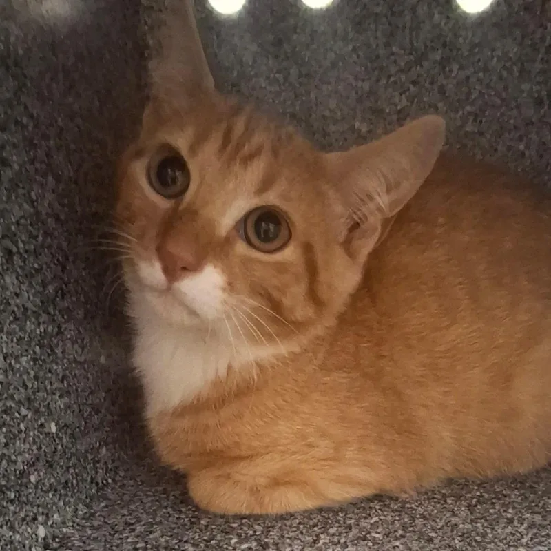 Cheeto