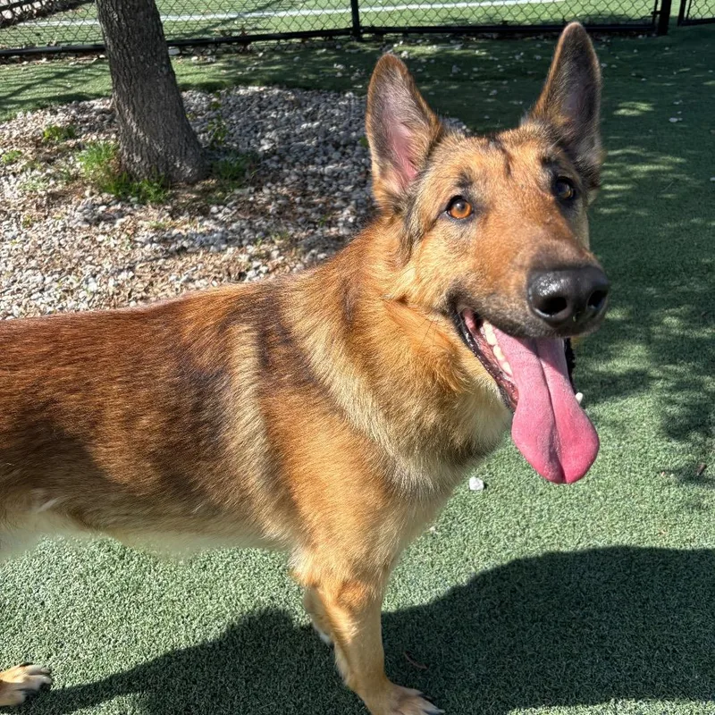 An adult large-sized male Yellow / Tan / Blond / Fawn Mixed Breed dog named Danny O for adoption in Memphis, TN