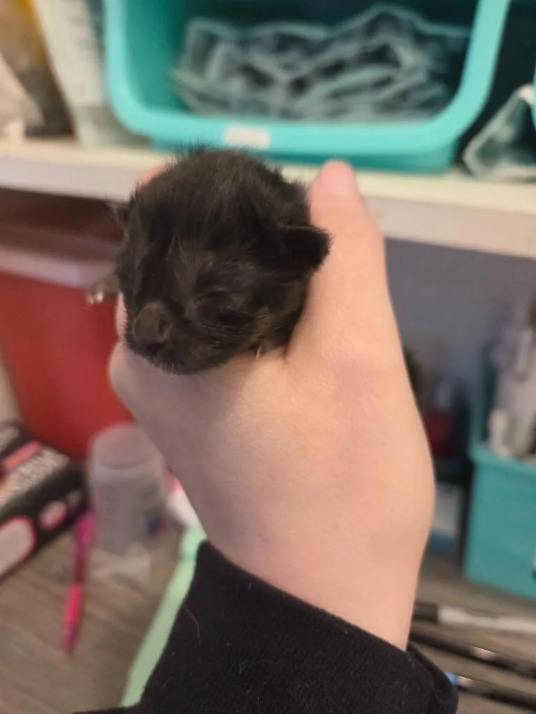 A baby medium-sized female Domestic Short Hair cat named Daphne for adoption in Johnson City, TN