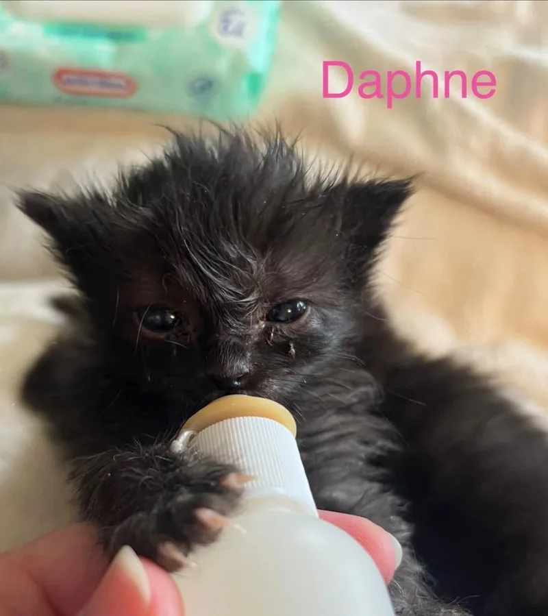 Daphne thumbnail 2