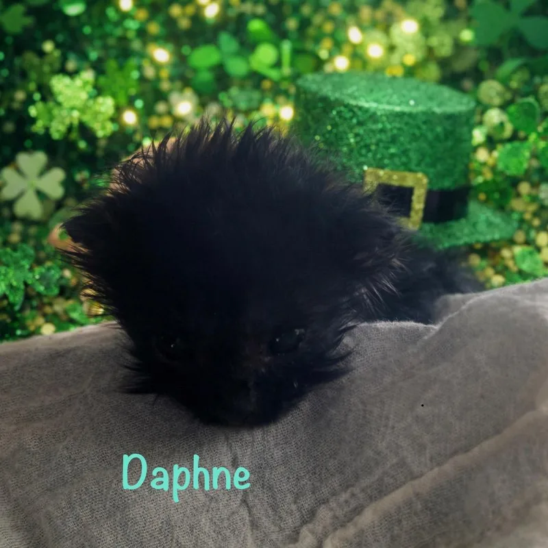 Daphne thumbnail 3