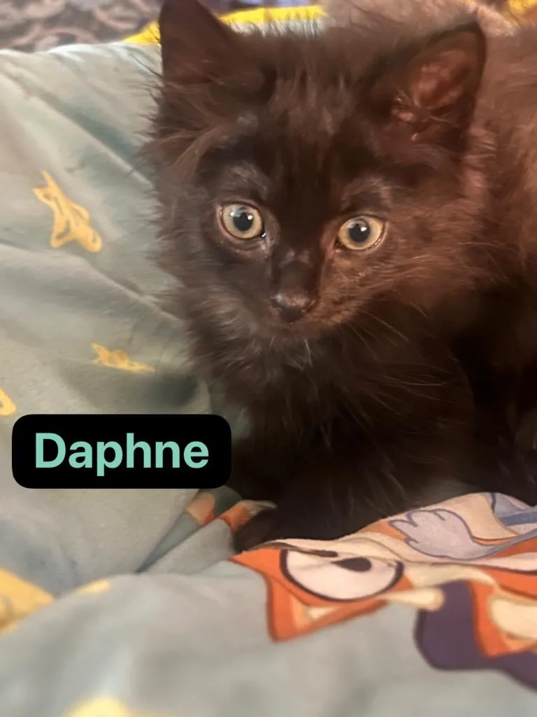 Daphne thumbnail 4