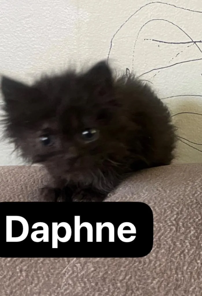 Daphne thumbnail 6