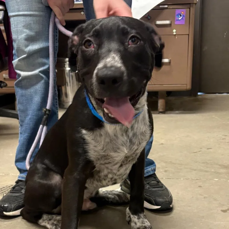 A young large-sized male Gray / Blue / Silver Pit Bull Terrier dog named Boomer for adoption in Yuma, AZ