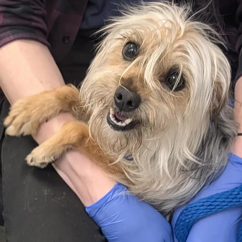 An adult small-sized female Gray / Blue / Silver Mixed Breed dog named Devilla Malibu for adoption in Philadelphia, PA