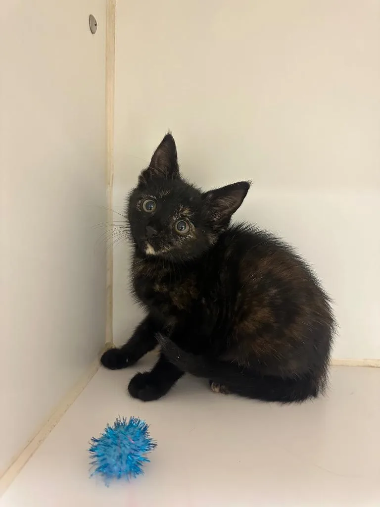 A baby small-sized female Domestic Short Hair cat named Carmel for adoption in Johnson City, TN