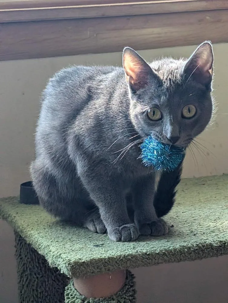 An adult small-sized female Gray / Blue / Silver Domestic Short Hair cat named Schnitzel for adoption in Wheaton, IL