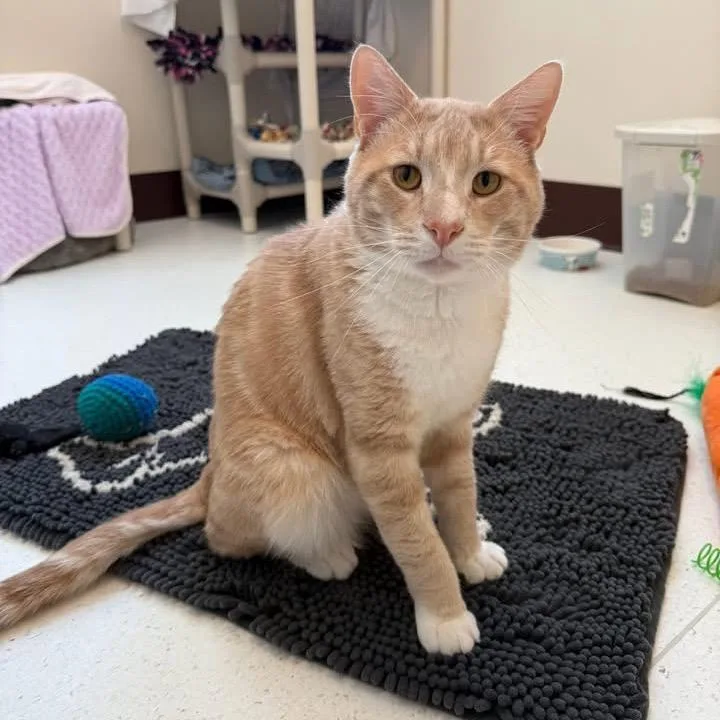 An adult large-sized male Buff / Tan / Fawn Domestic Short Hair cat named Rusty Fiv+  See for adoption in Springfield, MA