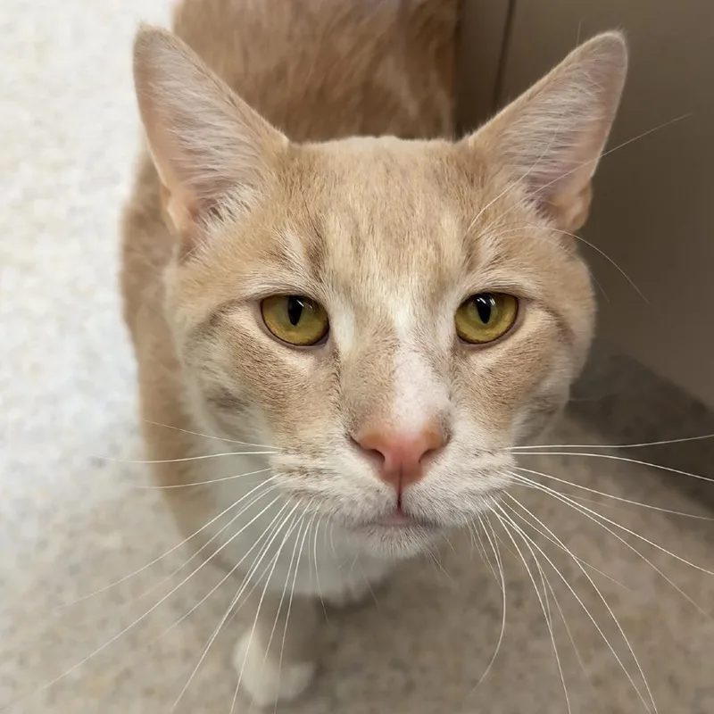Rusty Fiv+  See thumbnail 3